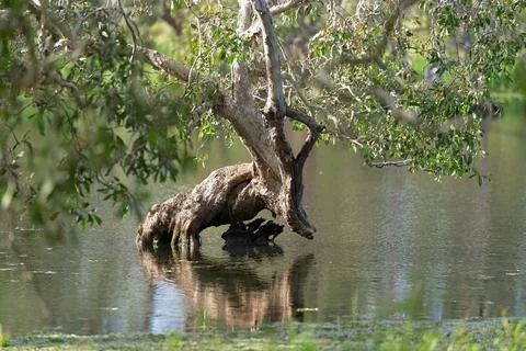A gnarled tree trunk leans dramatically over the water, its reflection mirr.. Stock Photos