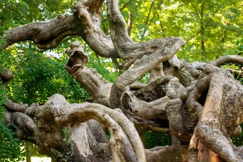 Gnarled Tree Trunk With Numerous Twisted Textured Branches Stock Photos