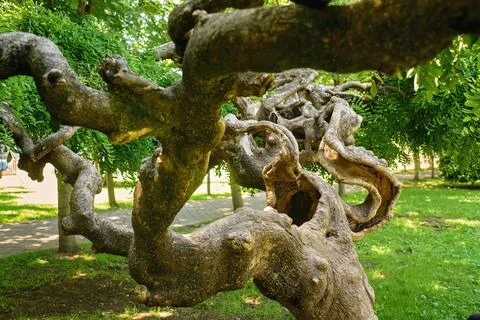 Gnarled Tree Trunk With Numerous Twisted Textured Branches Stock Photos