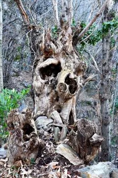 Gnarled tree-trunk Stock Photos