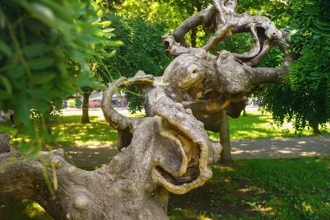 Gnarled Tree Trunk Resembling Octopus In Park Stock Photos