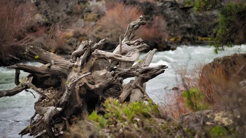 Gnarled Tree Trunk by the River Stock Footage 88625067