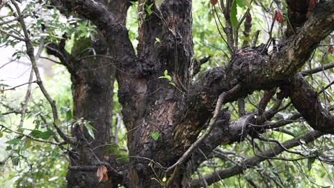 Gnarled Tree Trunk Texture - Forest Nature Background Stock Footage 312370163