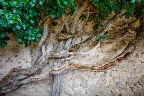 Gnarled tree trunks on the background of a stone wall Foto stock