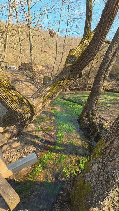 Gnarled tree trunks frame a mossy, green creek bed. Balkan, Eastern Europe, POV Vidéo 333634666