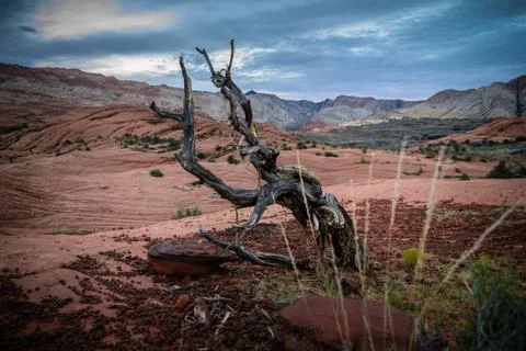 Gnarled tree Utah Stock Photos