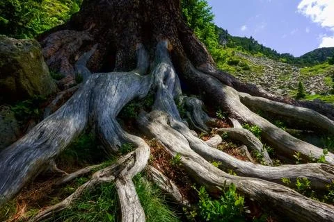 Gnarled tree while hiking in the summer detail Foto stock
