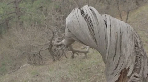 Gnarled tree without color correction Stock Footage 51486496
