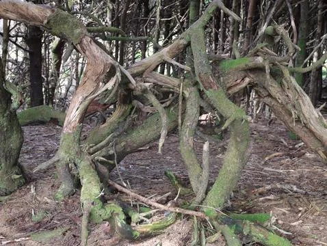 Gnarled Trees Stock Photos