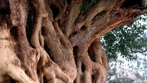 Gnarled Trunk of Ancient Olive Tree, Twisted Wood Texture Close Up Stock Footage 346112881