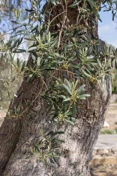 The gnarled trunk and branches of an olive tree (Olea europaea) in bloom, Stock Photos