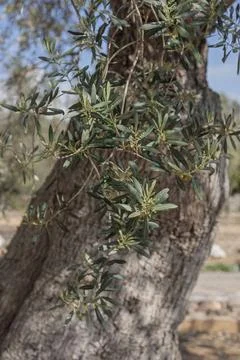 The gnarled trunk and branches of an olive tree (Olea europaea) in bloom, Stock Photos
