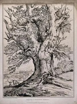 The gnarled trunk of a beech tree (Fagus sylvatica L.) in Windsor forest, w.. Stock Illustration