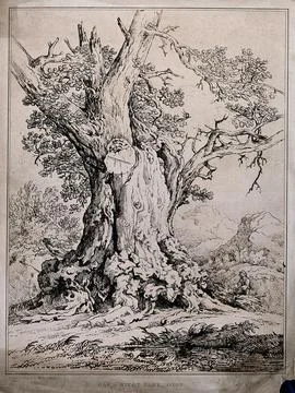 The gnarled trunk of an old oak tree (Quercus robur L.) in Rycot Park, Oxfo.. Stock Illustration