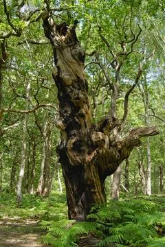 The gnarled trunk of an old oak tree in Sherwood Forest. Stock-Fotos