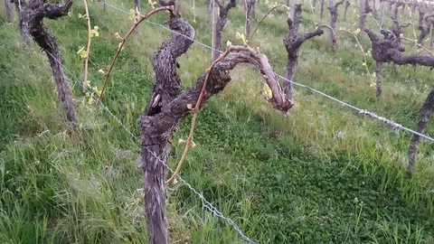 Gnarled vines in a vineyard Stock Footage 129514068