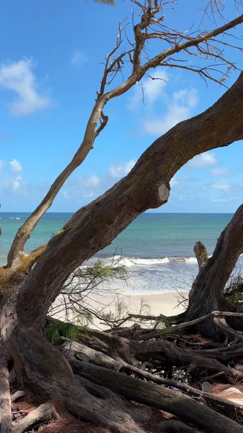 Gnarled Weathered Tree Trunks Frame Tropical Caribbean Beach, Barbados Stock Footage 336978935
