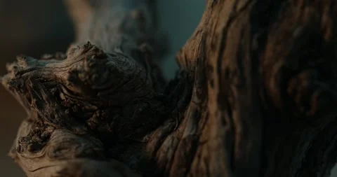 Gnarled Wood Textures in Natural Light. Stock Footage 259919086