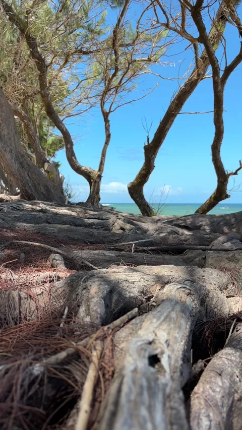 Gnarly Coastal Tree Roots Framing Turquoise Ocean – Barbados Stock Footage 336979052