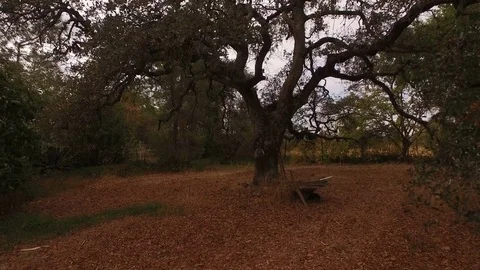 Gnarly Oak Tree on the Countryside Video stock 82271893