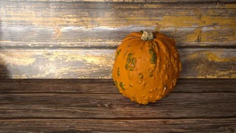 Gnarly  old  lookoing  pumpkin  bumpy  orange Stock Photos