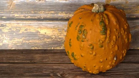 Gnarly  old  lookoing  pumpkin  bumpy  orange Foto stock