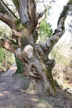 A gnarly old tree grows by the footpath at the Lost Gardens of Heligan in Cor Stock Photos