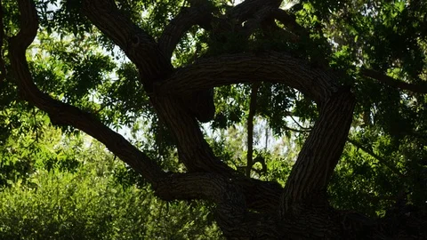 Gnarly tree branches and leaves with sun flare RED 4K.R3D Stock Footage 103342920