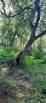 Gnarly Tree with Exposed Roots in Alaskas Winner Creek Gorge Stock Photos