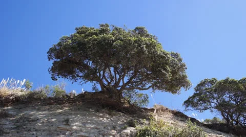 Gnarly Tree Video stock 23063520