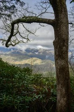 Gnarly Tree Frames Smoky Mountain View Stock Photos
