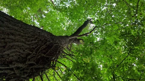 Gnarly tree looking up into leaf canopy Video stock 317782309