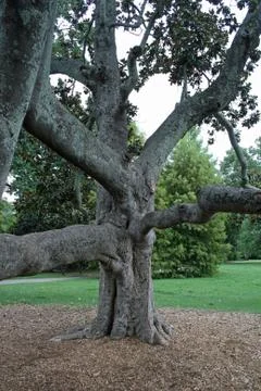 Gnarly Tree Stock Photos