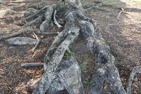 Gnarly tree roots twisted on the forest floor surface Stock Photos