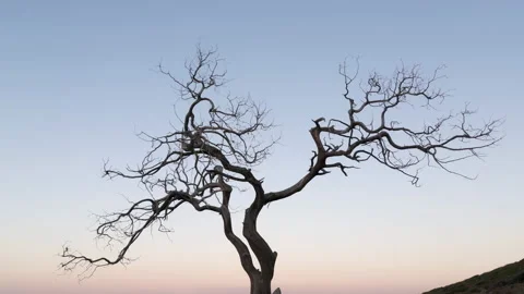 Gnarly tree by the sea, global warming and loneliness concept Stock Footage 202347732