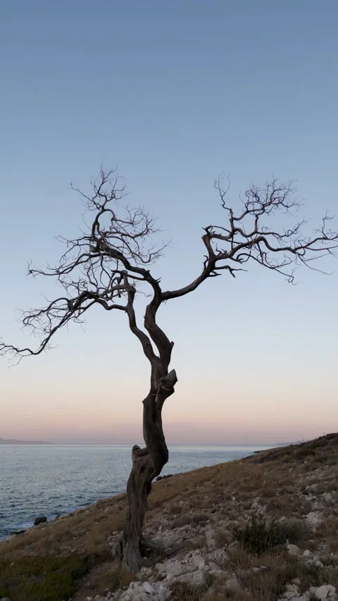 Gnarly tree by the sea, vertical 4k shot Stock Footage 202275681