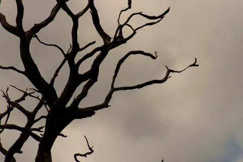 Gnarly tree silhouette Stock Photos