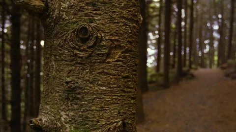 Gnarly tree trunk in the forest pans to a trail Stock Footage 103394262