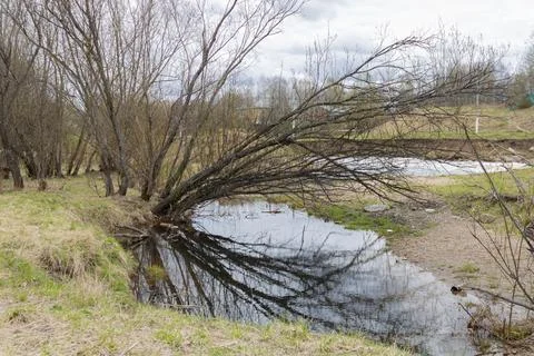 Gnarly tree without foliage reflected in a puddle. The beginning of spring Stock Photos