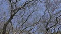Gnarly trees and blooming flowers tilt down in La Palma - Spain 4k or 4k+ Resolution
