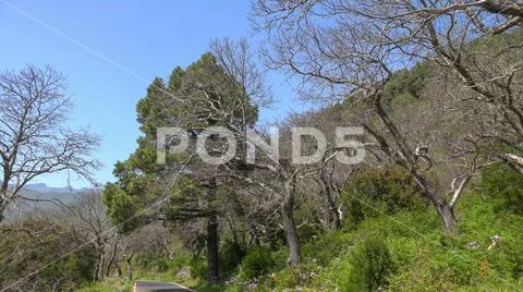 Gnarly trees and blooming flowers in La Palma island - Spain Stock Photos