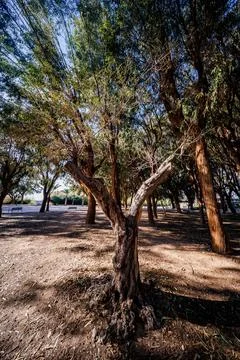 Gnarly Trunk in the Eucalyptus Grove Stock Photos