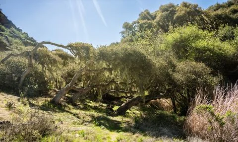 Gnarly Wind Blown Trees Bend Toward The Ground In Lobo Canyon On Santa Rosa Foto stock