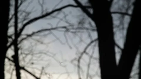 Gnat and flies flying in clusters in sunset. blue sky - 2 clip bundle 스톡 동영상 248696244
