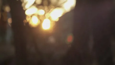 Gnat and flies flying in clusters at dawn close up. sunset - 4 clip bundle 스톡 동영상 248696572