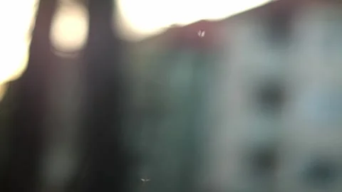 Gnat and flies flying in clusters at dawn close up 스톡 동영상 248696589