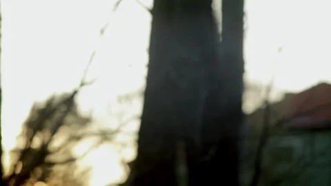 Gnat and flies flying in clusters at sunset close up with dark trees 스톡 동영상 248696853