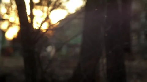 Gnat and flies flying in clusters at sunset close up 스톡 동영상 248696977