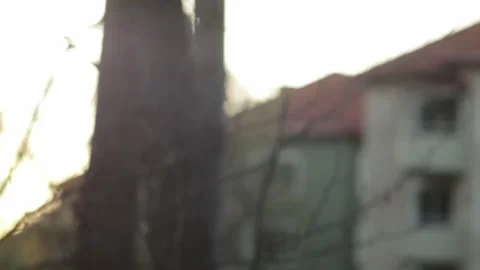 Gnat and flies flying in clusters at dawn 스톡 동영상 248697048