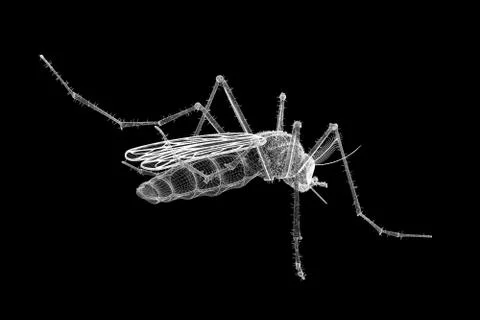 Gnat body structure isolated on a background Stock Illustration